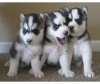 akc-siberian-huskies